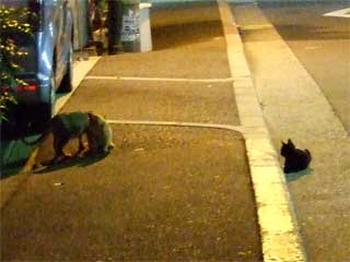 こねこの集会2