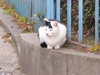 視線を逸らすしろくろねこ1