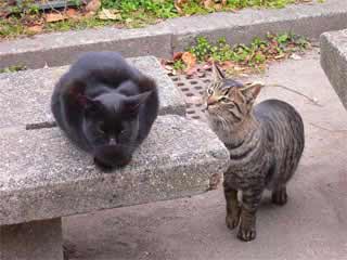 くろねこ&しまねこ