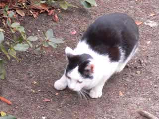 落ち葉と戦うしろくろねこ2